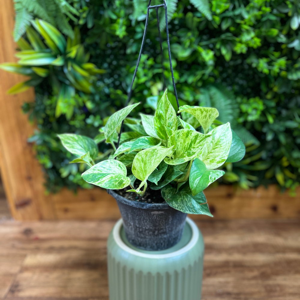 Pothos ‘Marble Queen’ (Epipremnum aureum) Hanging Basket