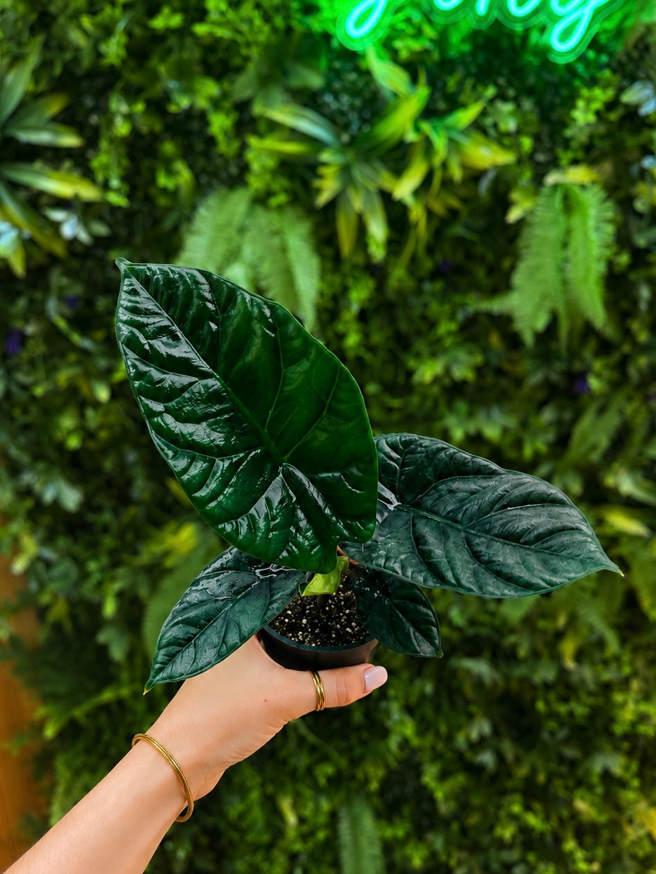 Alocasia Sinuata Quilted Dreams