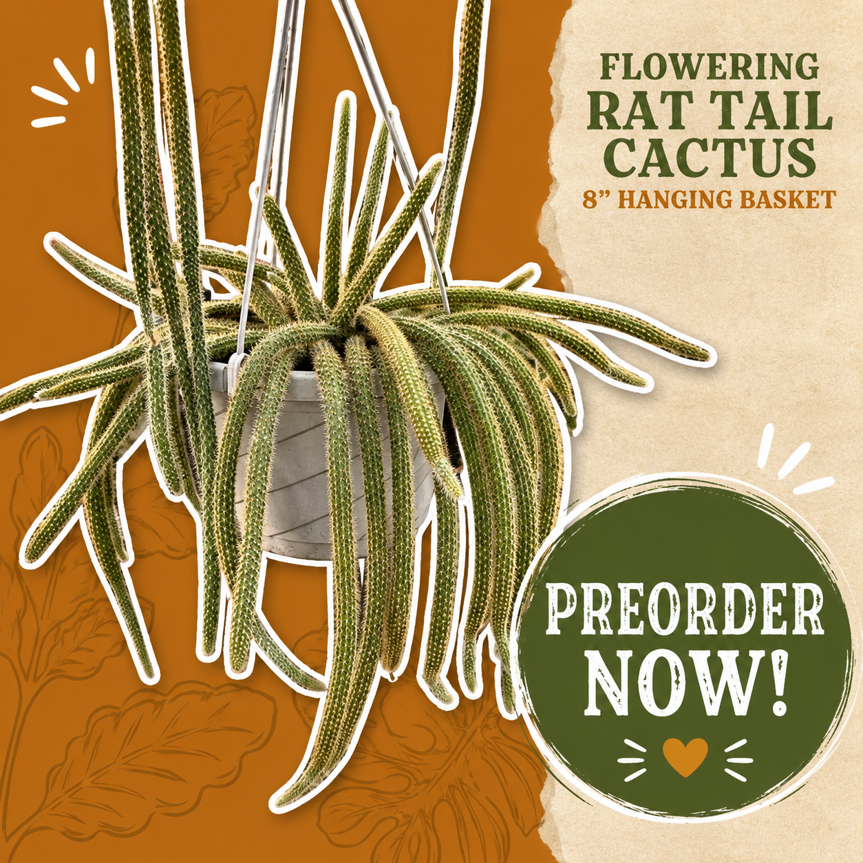 PREORDERS: 8" Rat Tail Cactus Hanging Basket (Aprocactus Flagellifromis)