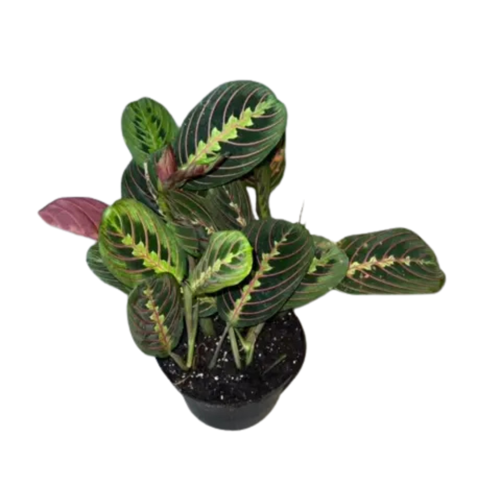Maranta Assorted "Prayer Plant"