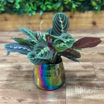 Maranta Assorted "Prayer Plant"