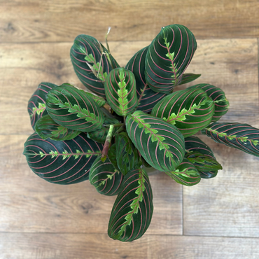Red Maranta (Maranta leuconeura)
