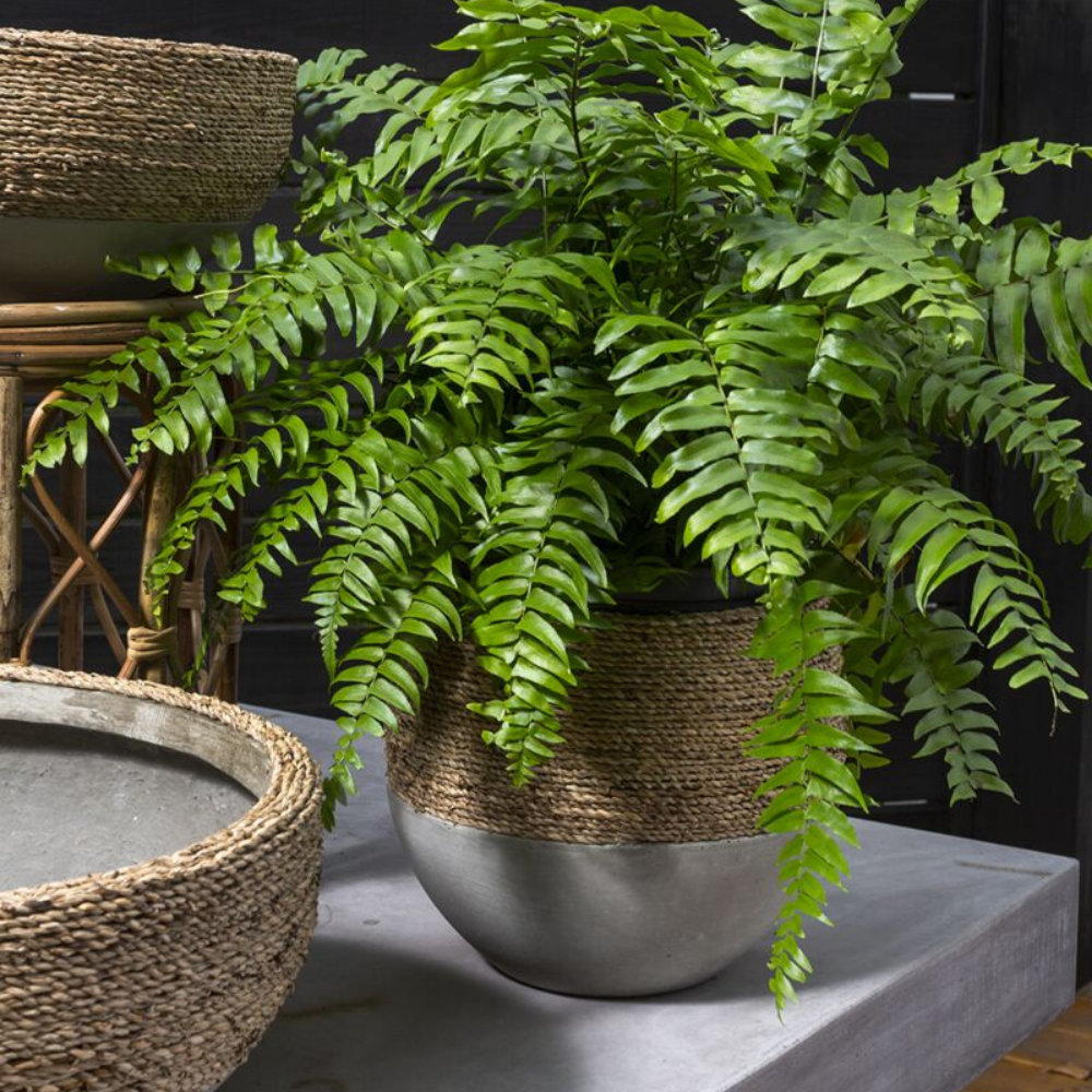 Reed Pot