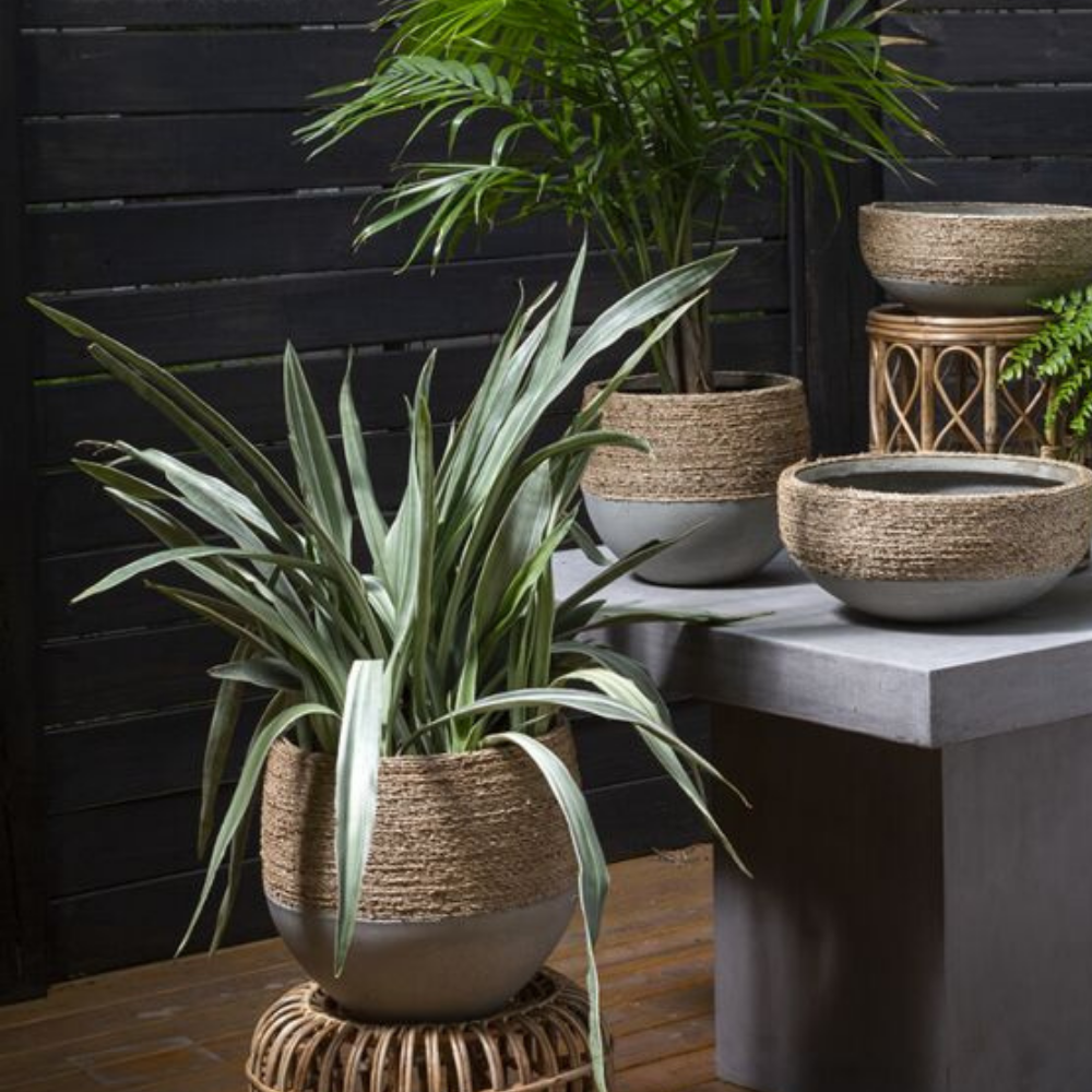 Reed Pot