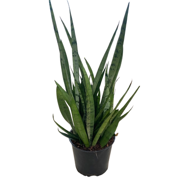 Potted snake plant on a white background