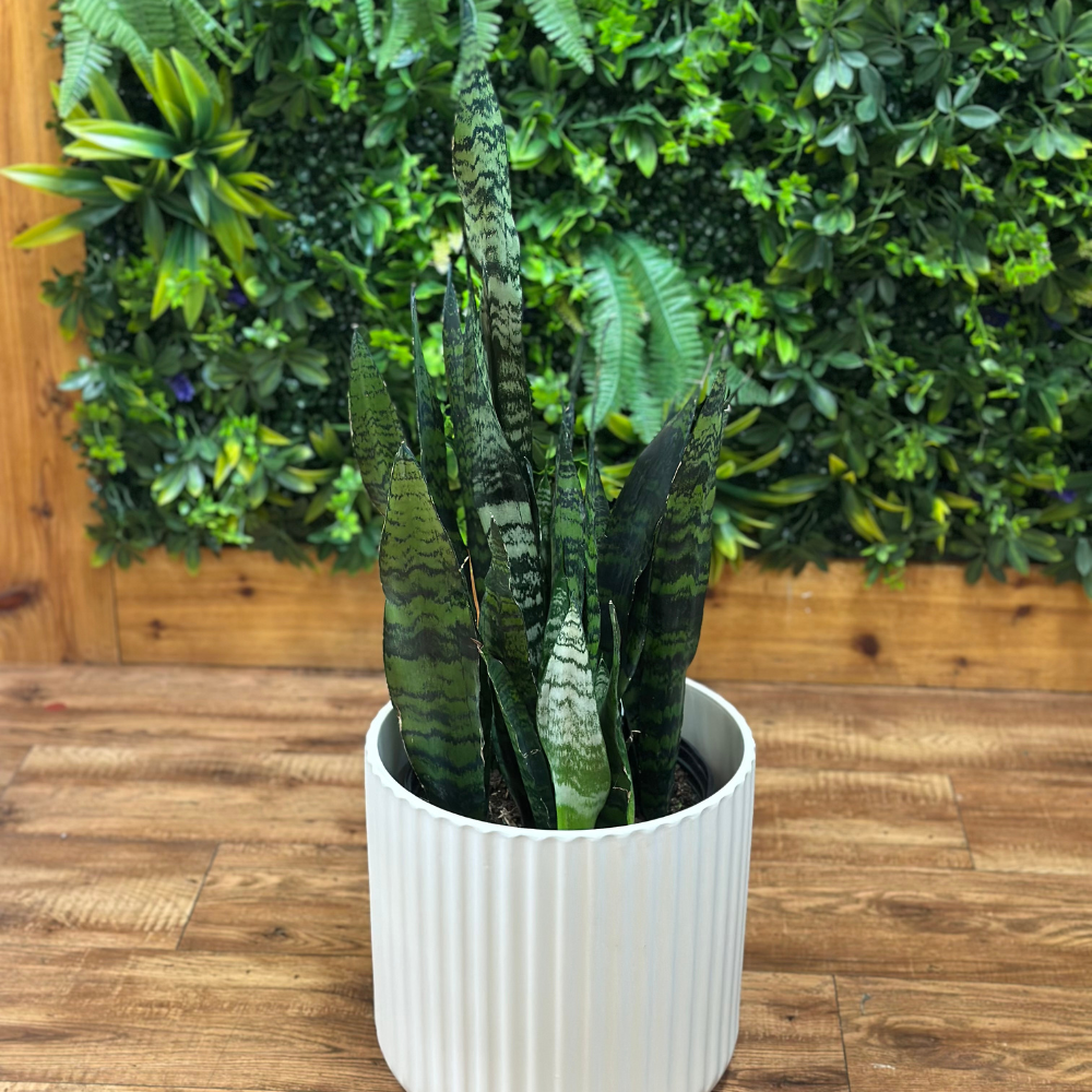 Sansevieria trifasciata ‘Black Coral’ (Snake Plant)