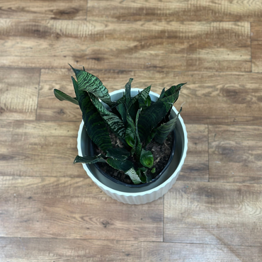 Sansevieria trifasciata ‘Black Coral’ (Snake Plant)