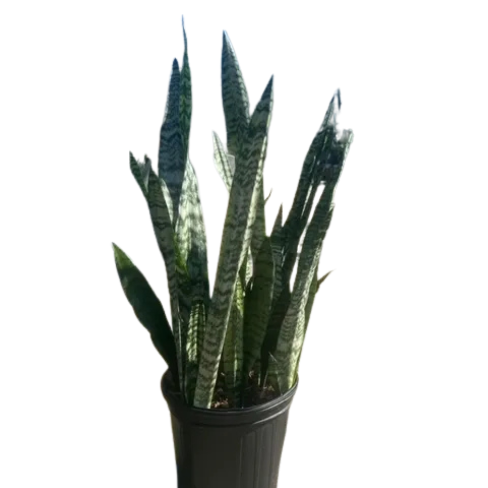 Sansevieria Zeylanica 5PPP (Snake Plant)
