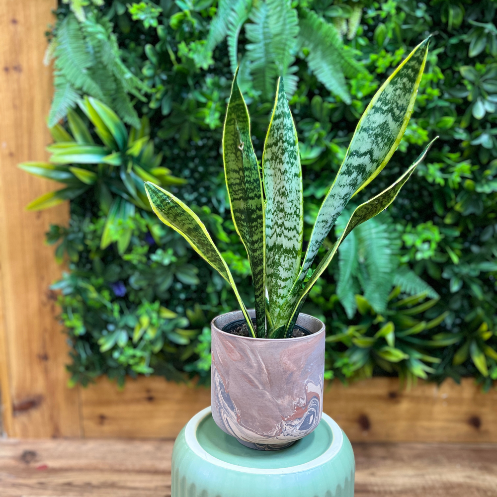 Sansevieria Trifasciata ‘Laurentii’ (Snake)