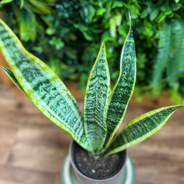 Sansevieria Trifasciata ‘Laurentii’ (Snake)