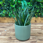Sansevieria ‘Silver Streak’