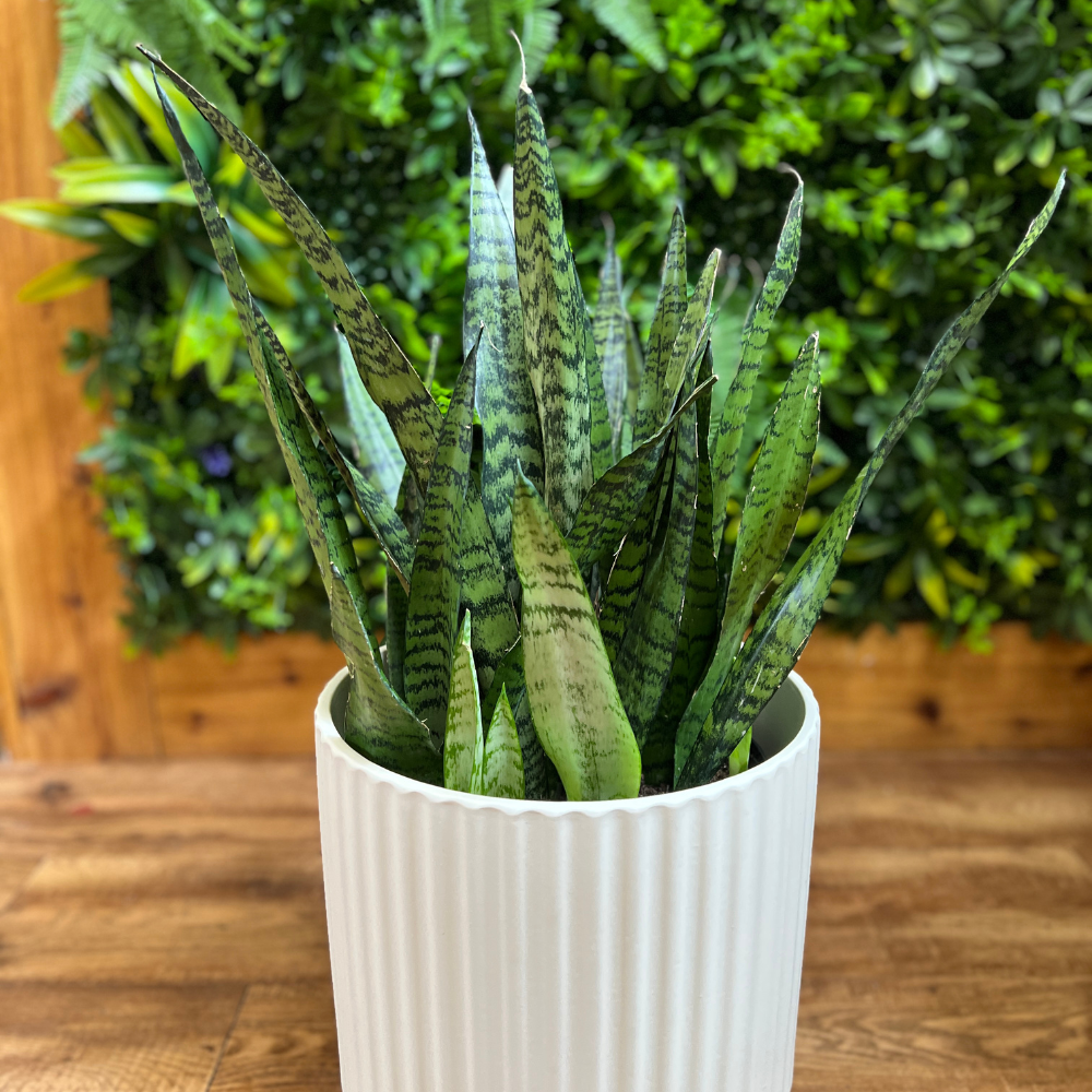 Sansevieria Zeylanica 5PPP (Snake Plant)