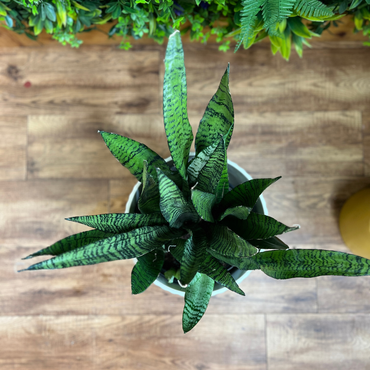 Sansevieria Zeylanica 5PPP (Snake Plant)