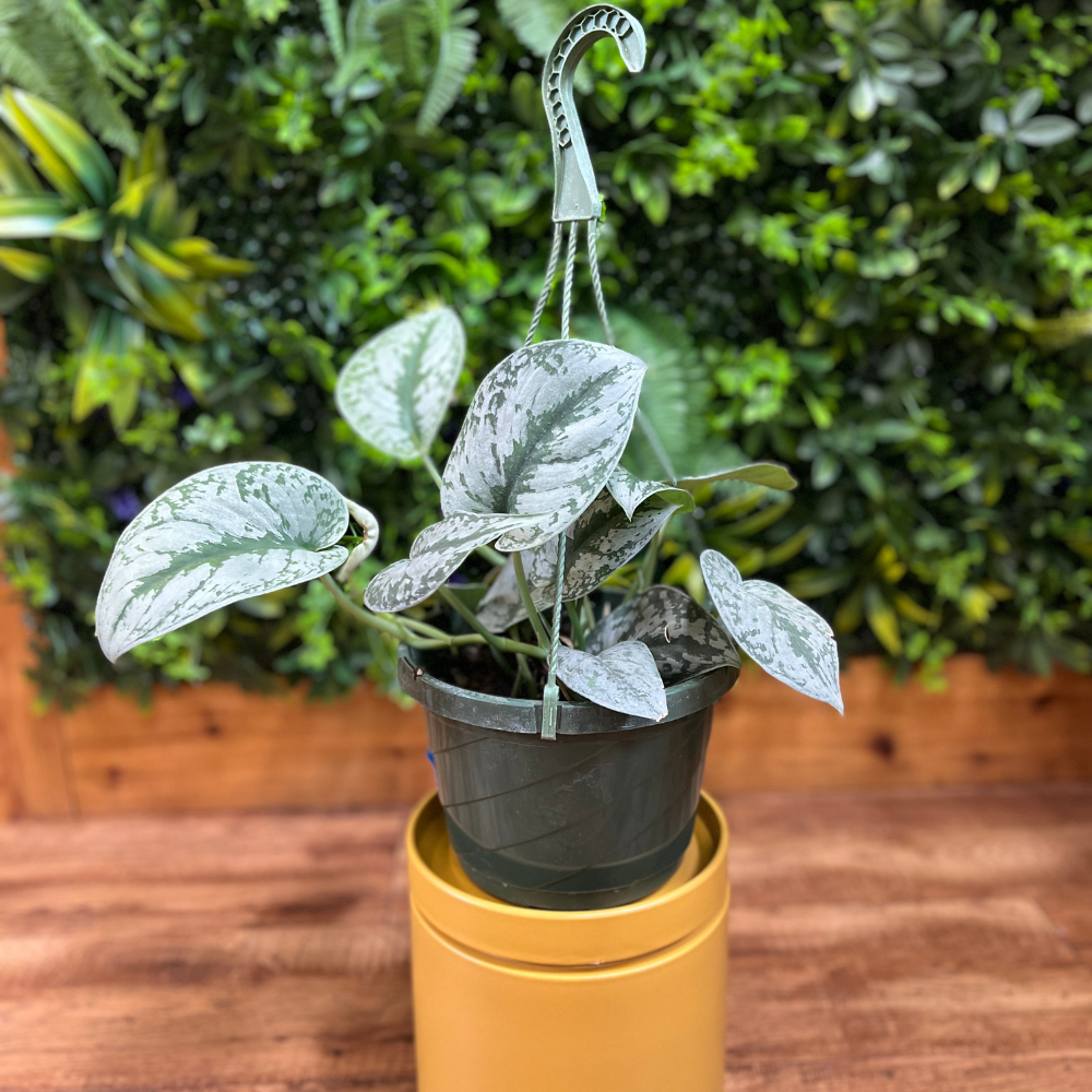 Scindapsus ‘Silver Satin’ (Scindapsus pictus) Hanging Basket