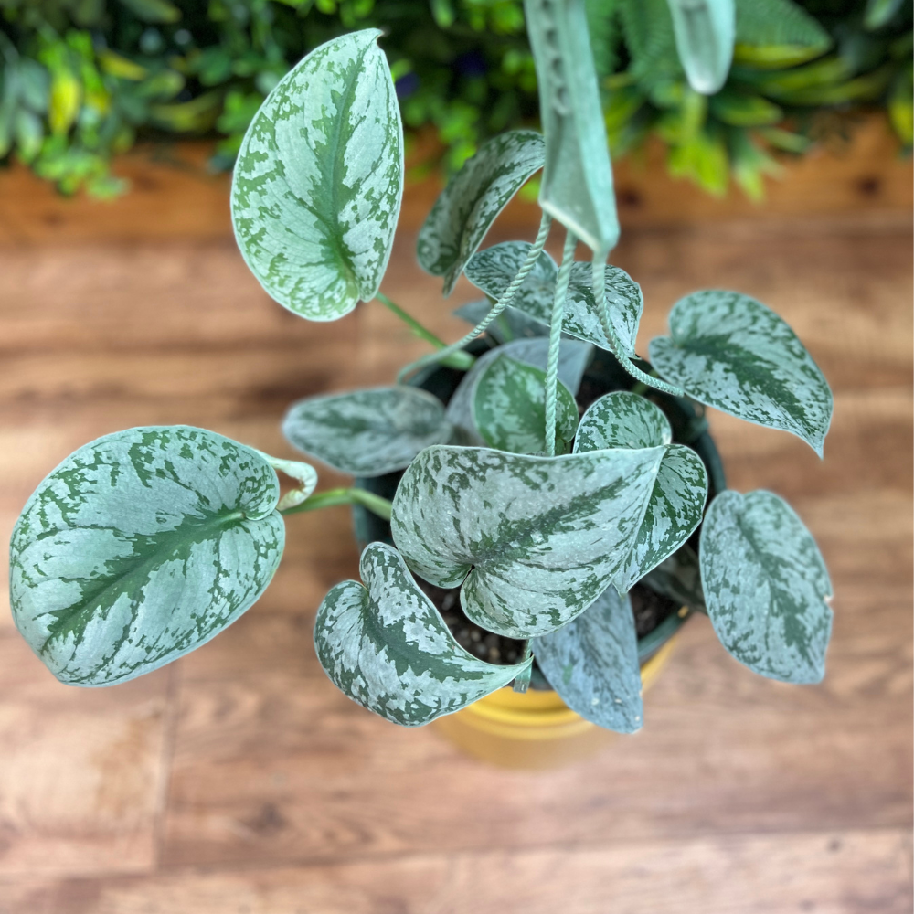 Scindapsus ‘Silver Satin’ (Scindapsus pictus) Hanging Basket