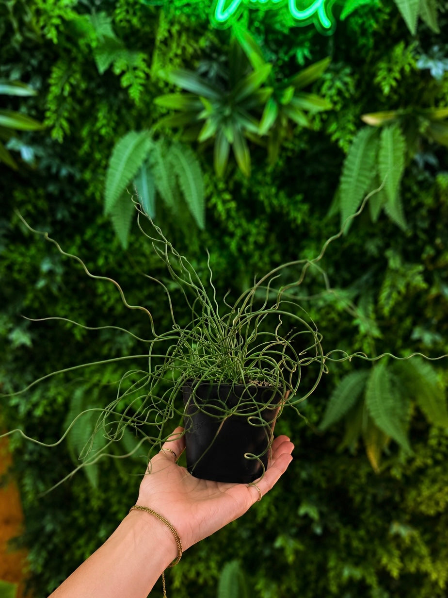 Spiralis Twister Juncus (Corkscrew Plant)