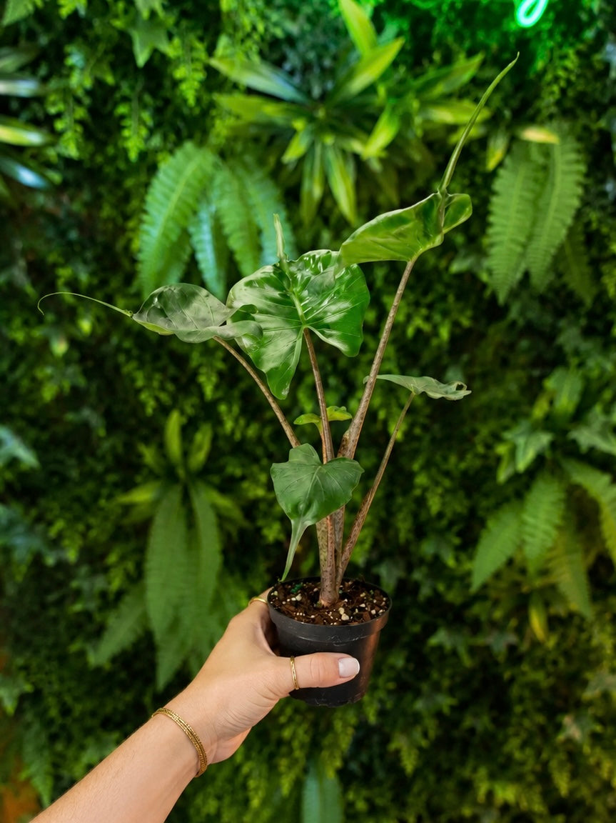 Alocasia Stingray