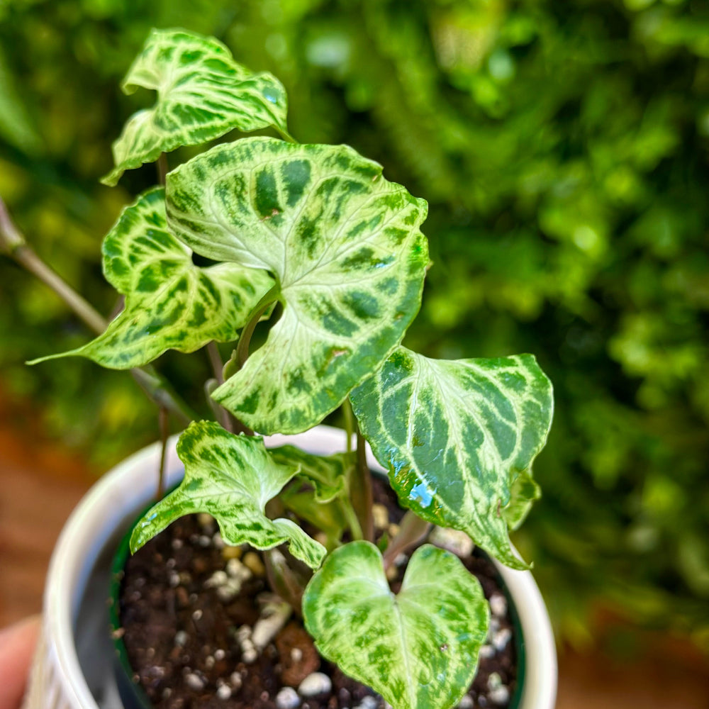 Syngonium Batik