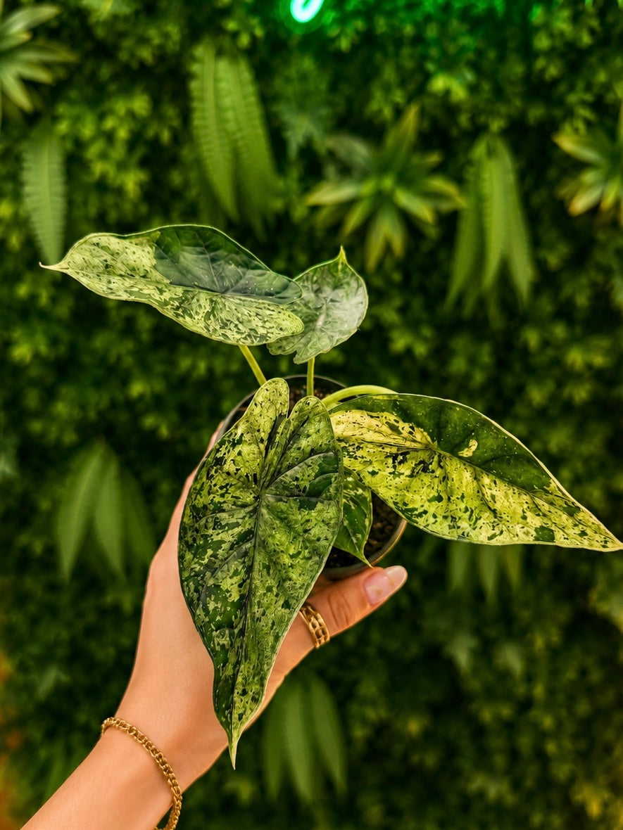 Hand holding a green leafy plant with a blurred green background