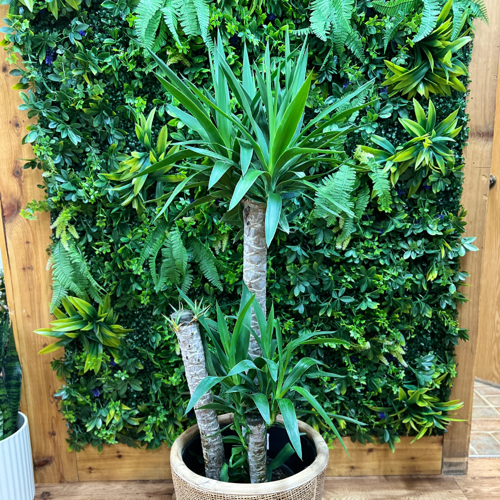 Yucca Cane (Yucca gigantea)
