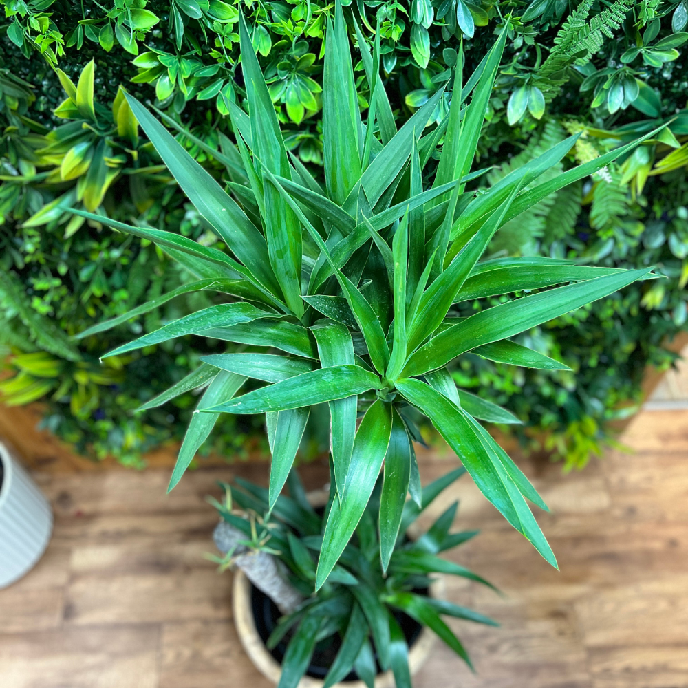 Yucca Cane (Yucca gigantea)