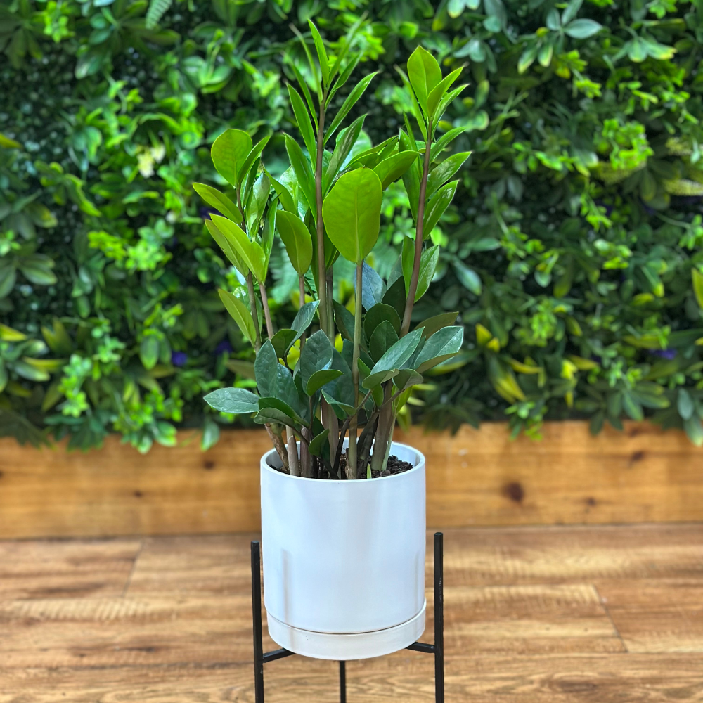 ZZ Plant (Zamioculcas zamiifolia)