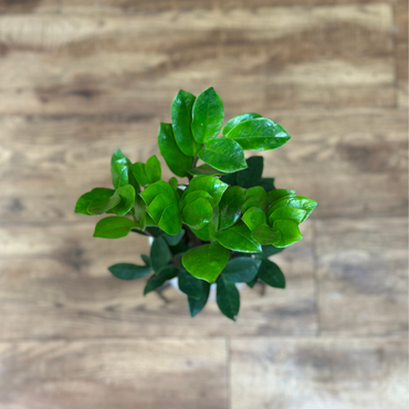 ZZ Plant (Zamioculcas zamiifolia)