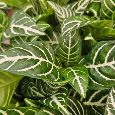 Zebra Plant (Alphelandra Dania)