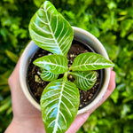 Zebra Plant (Alphelandra Dania)