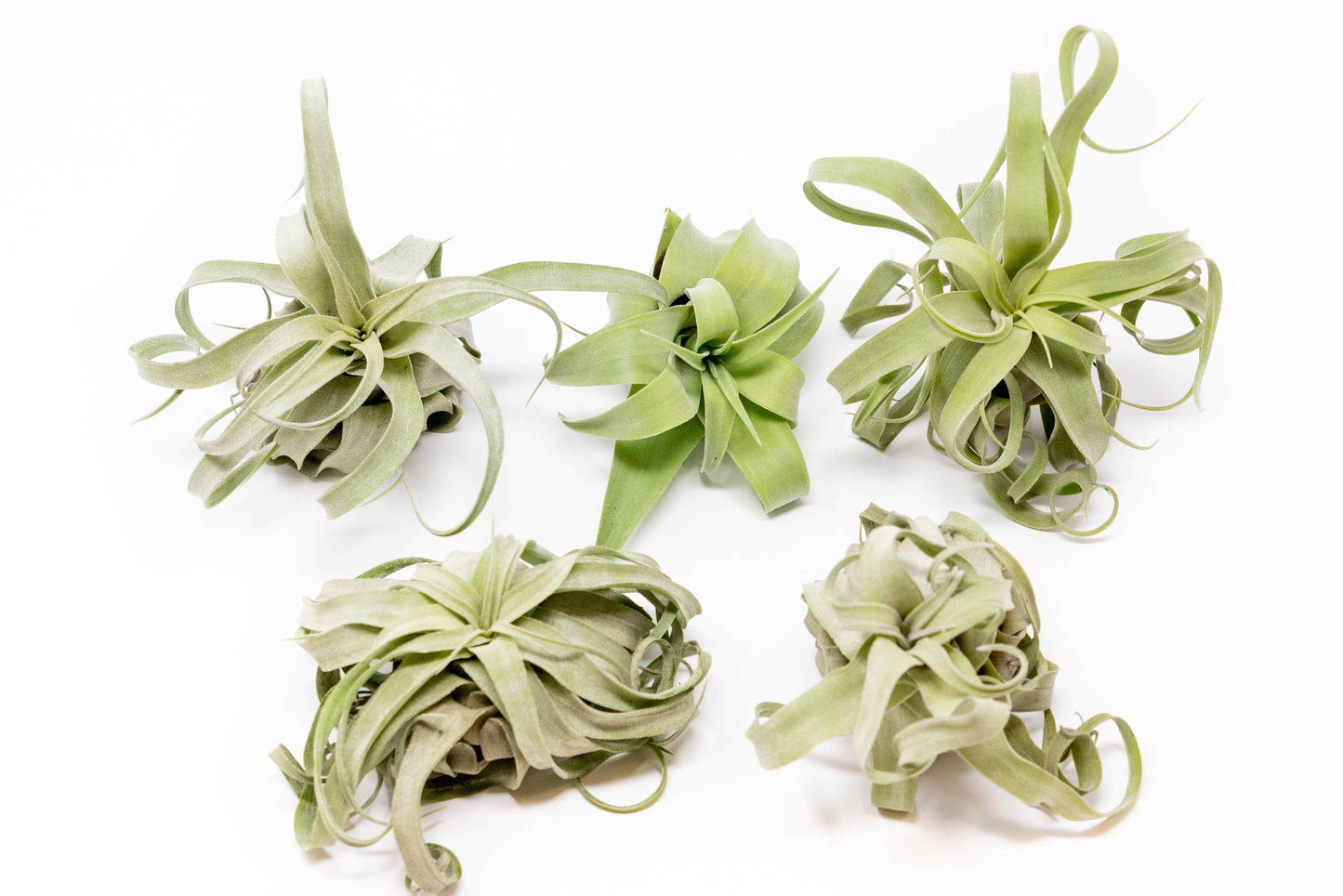 Extended Best Seller of 200+ Tillandsia Air Plant Bundle