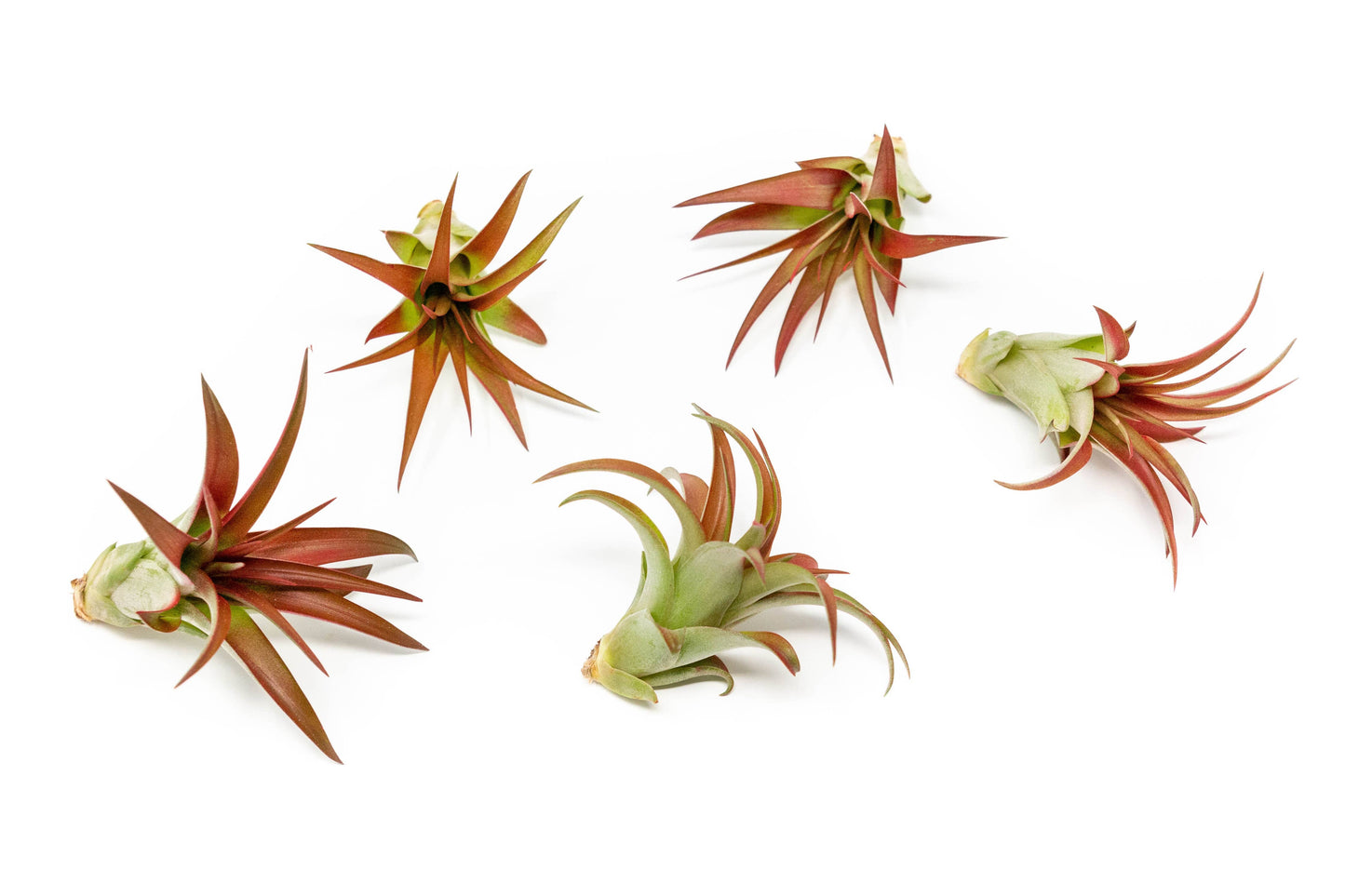 Extended Best Seller of 200+ Tillandsia Air Plant Bundle