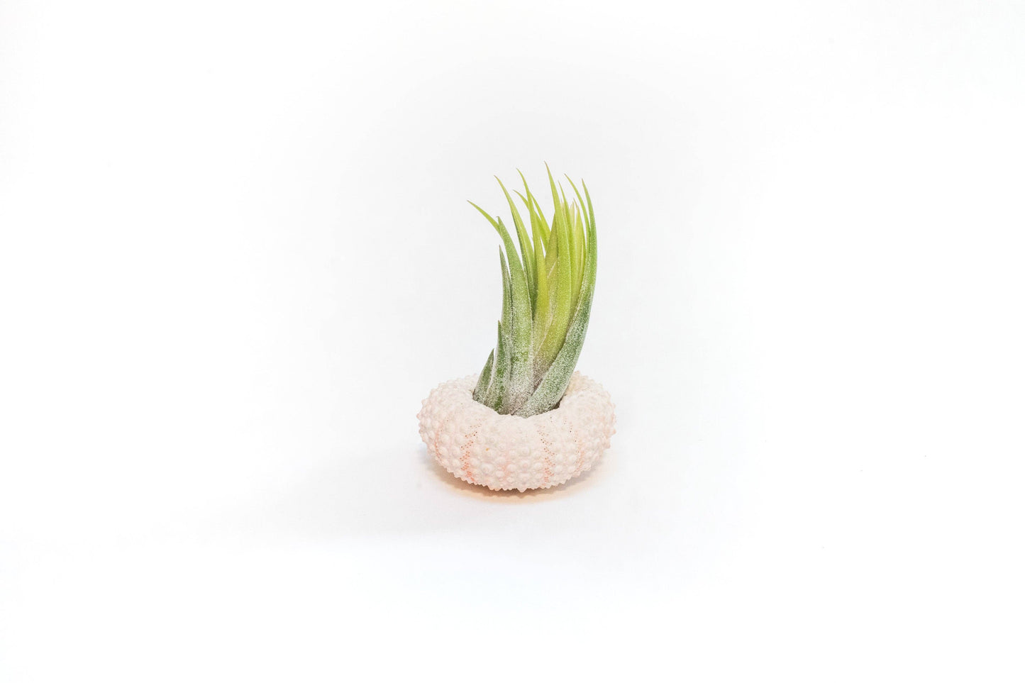 Urchin Shell Variety with Ionantha Air Plant