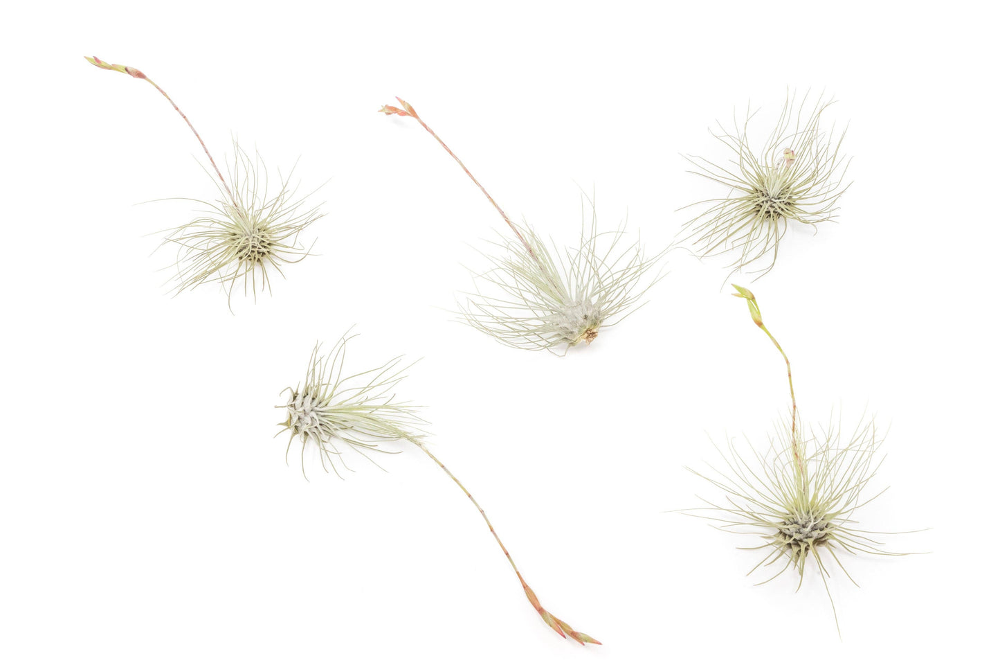 Extended Best Seller of 200+ Tillandsia Air Plant Bundle