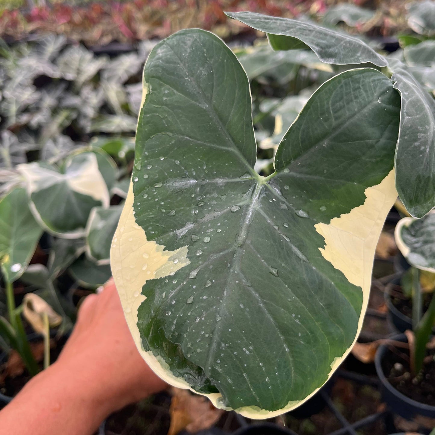 Hand holding a large green leaf with yellow edges in a greenhouse setting