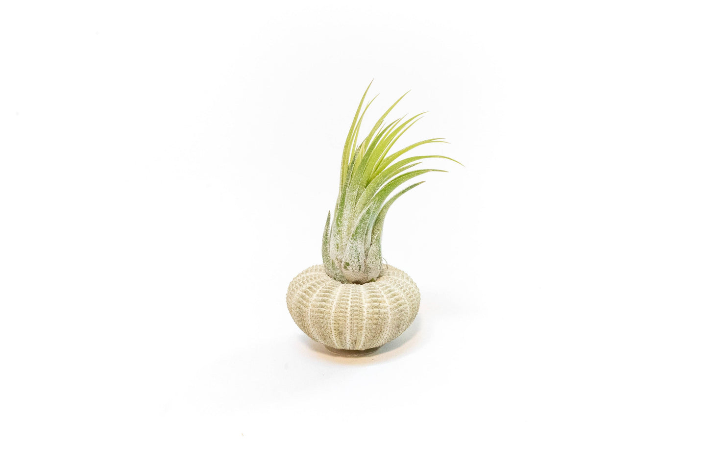 Urchin Shell Variety with Ionantha Air Plant