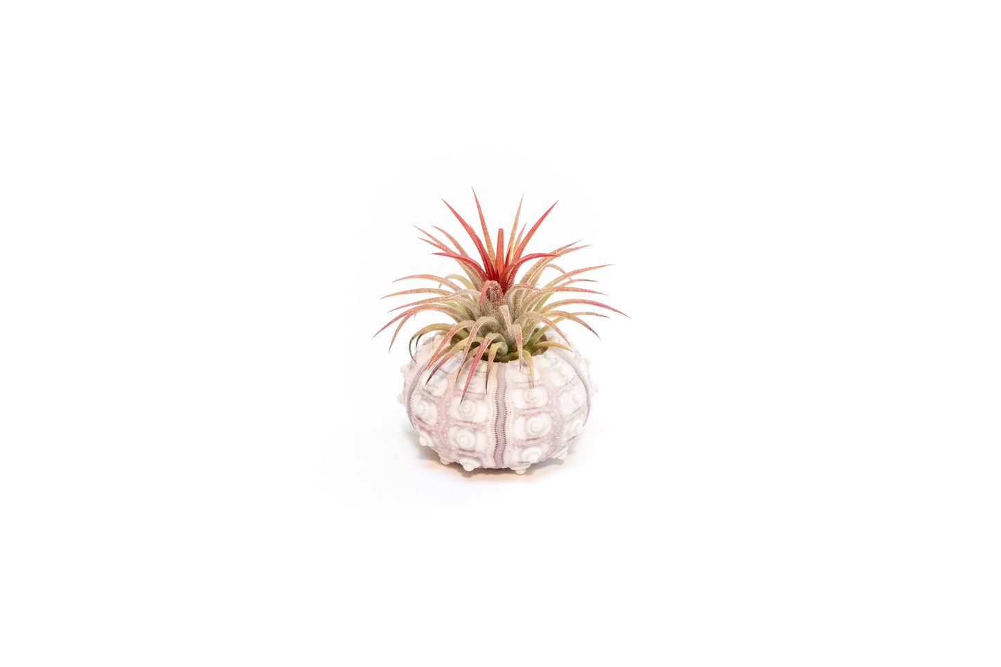 Urchin Shell Variety with Ionantha Air Plant