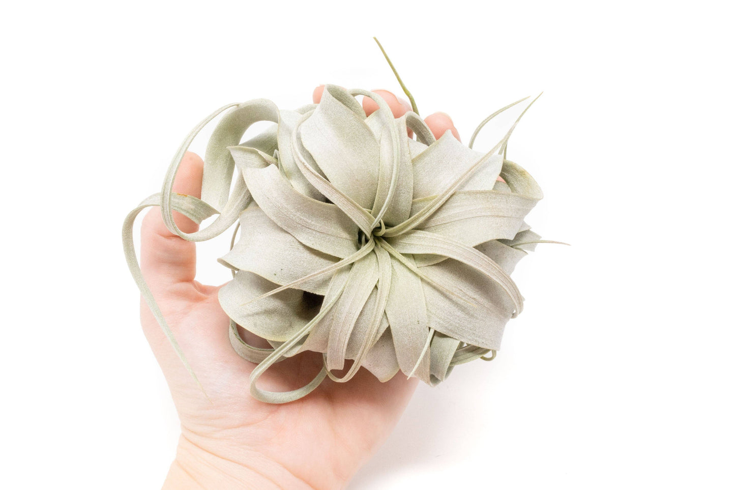 Extended Best Seller of 200+ Tillandsia Air Plant Bundle