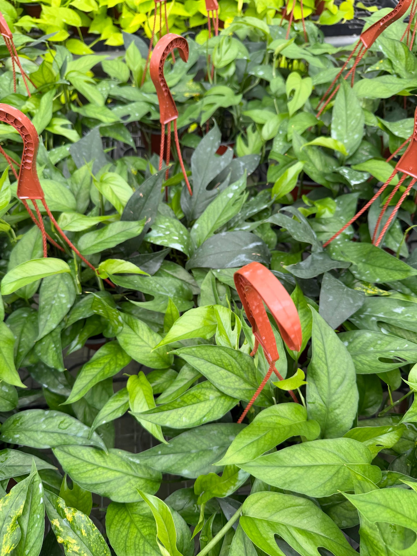 POTHOS Baltic Blue HB Live Plant 6in