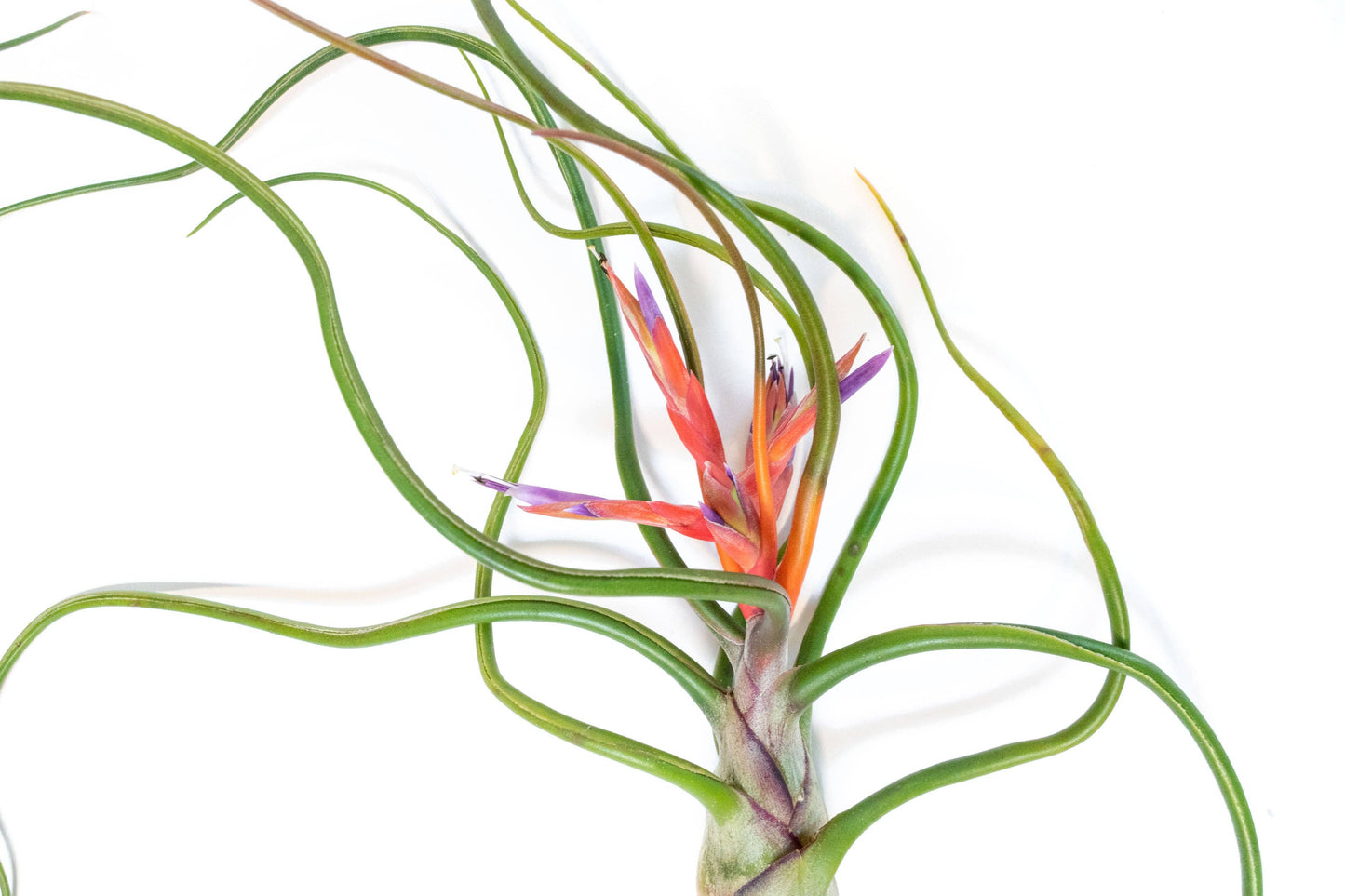 Large Tillandsia Bulbosa Belize Air Plants