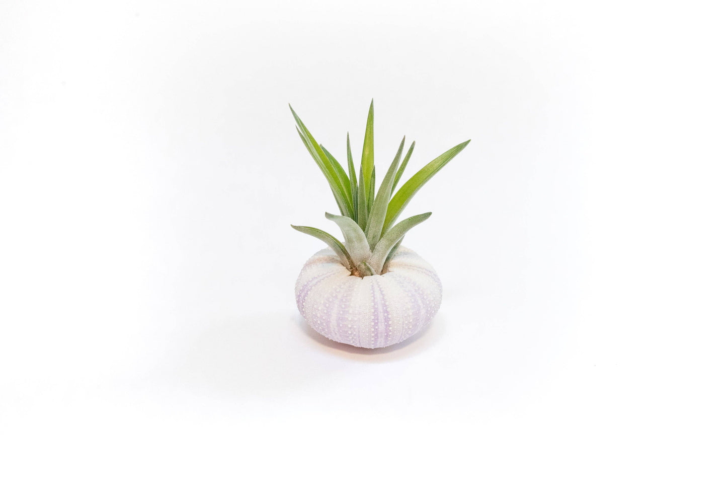 Urchin Shell Variety with Ionantha Air Plant