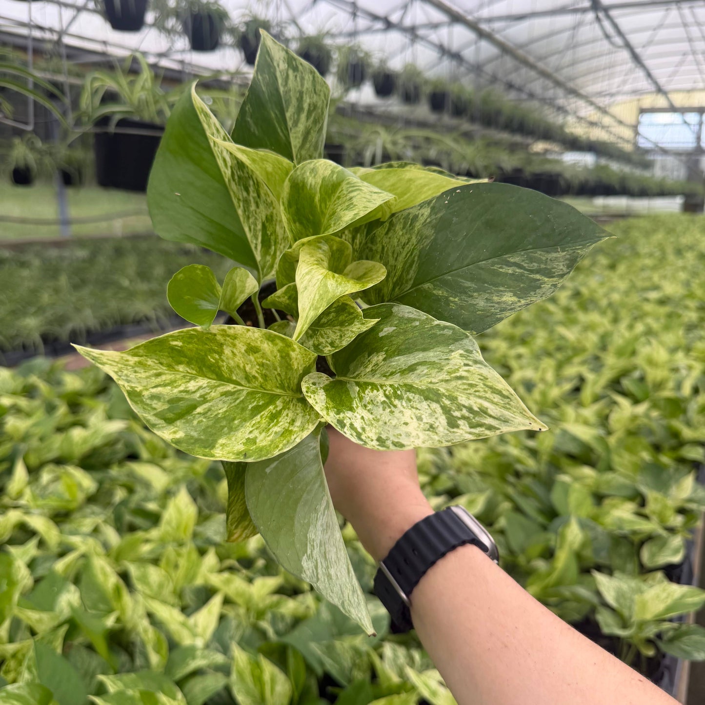POTHOS Marble Queen Live Plant 4in