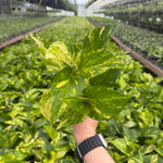 4' Hawaiian pothos