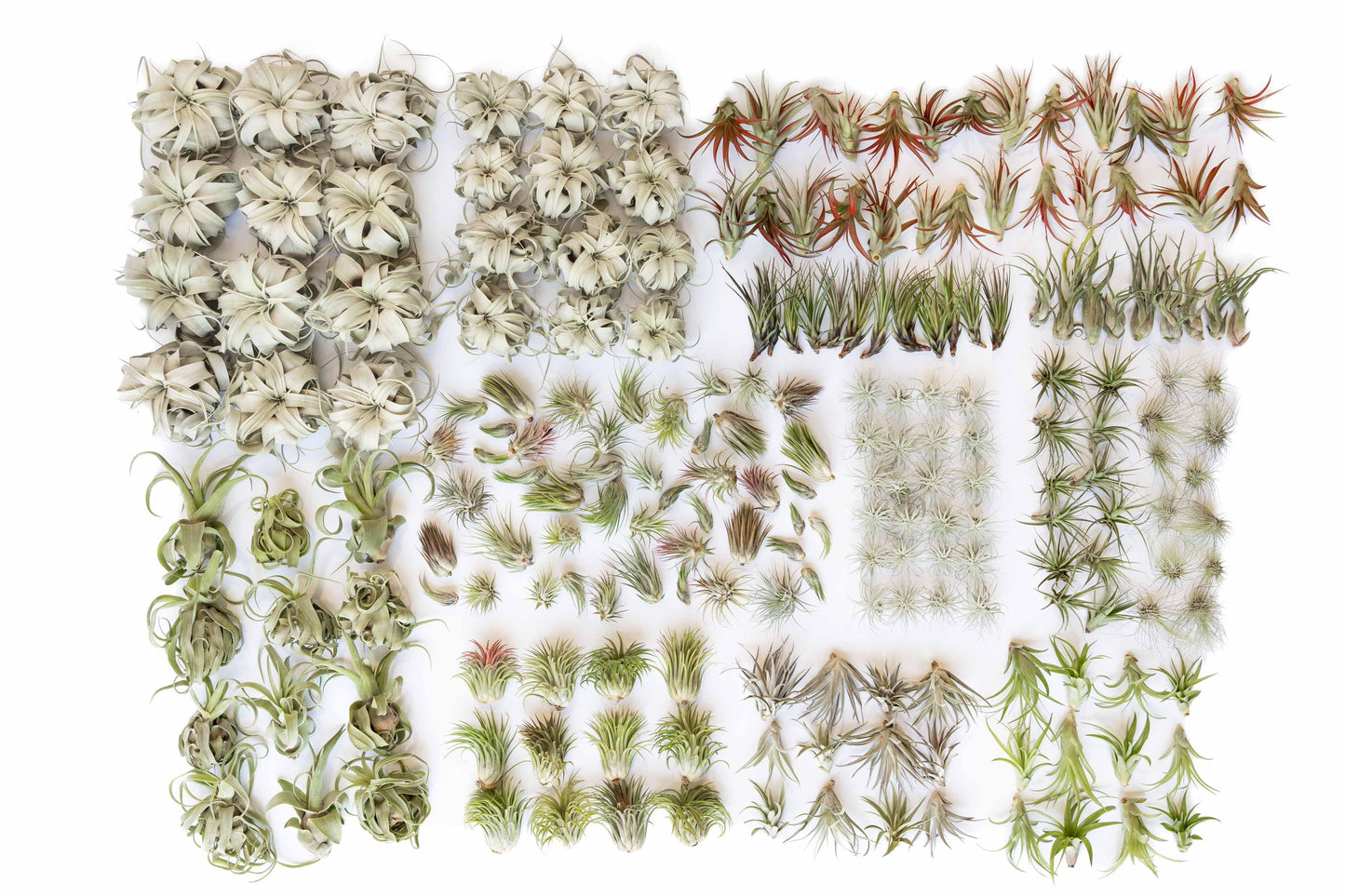 Extended Best Seller of 200+ Tillandsia Air Plant Bundle