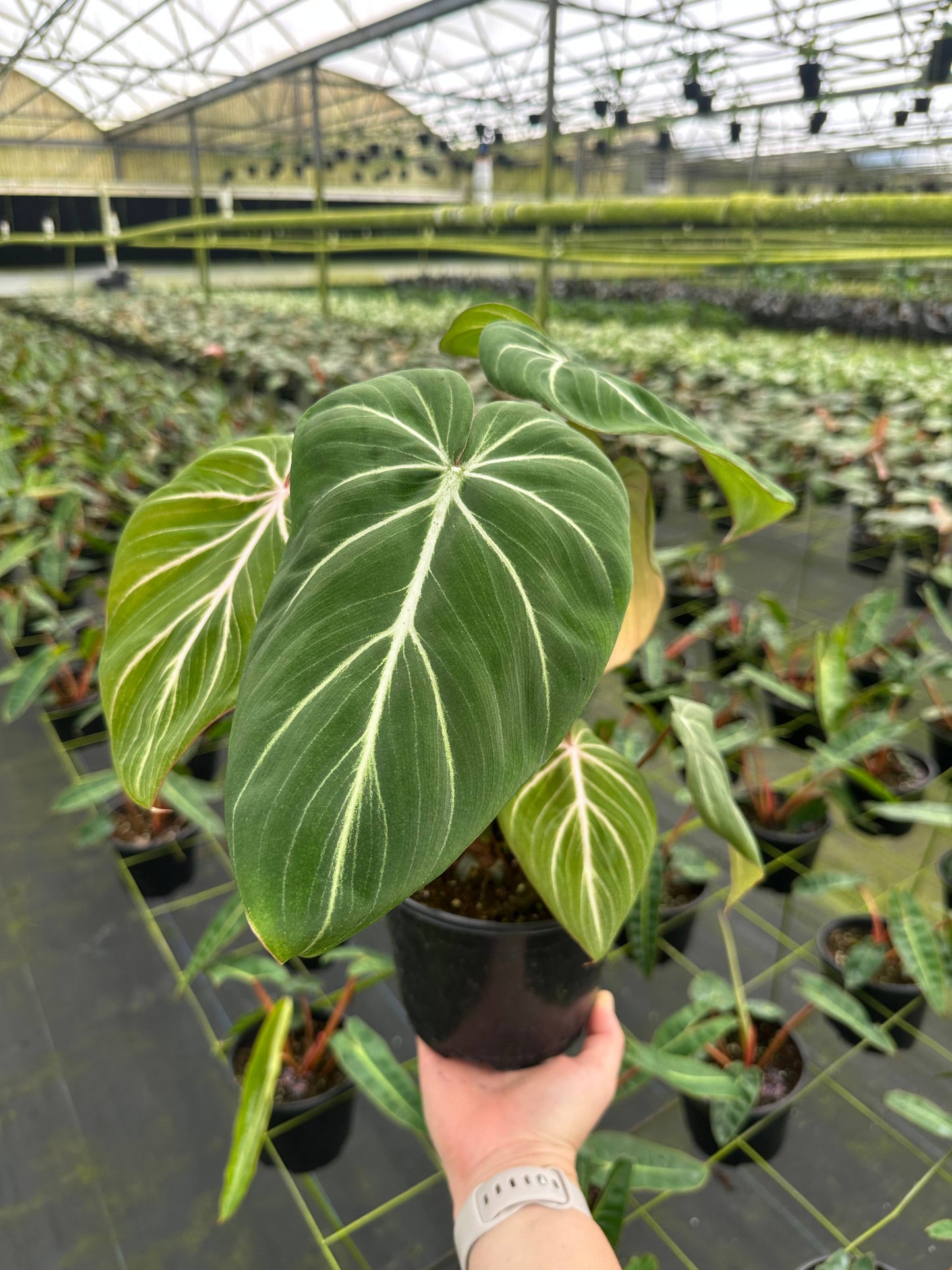 6" Philodendron Gloriosum