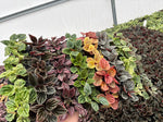 2" Peperomia Assorted