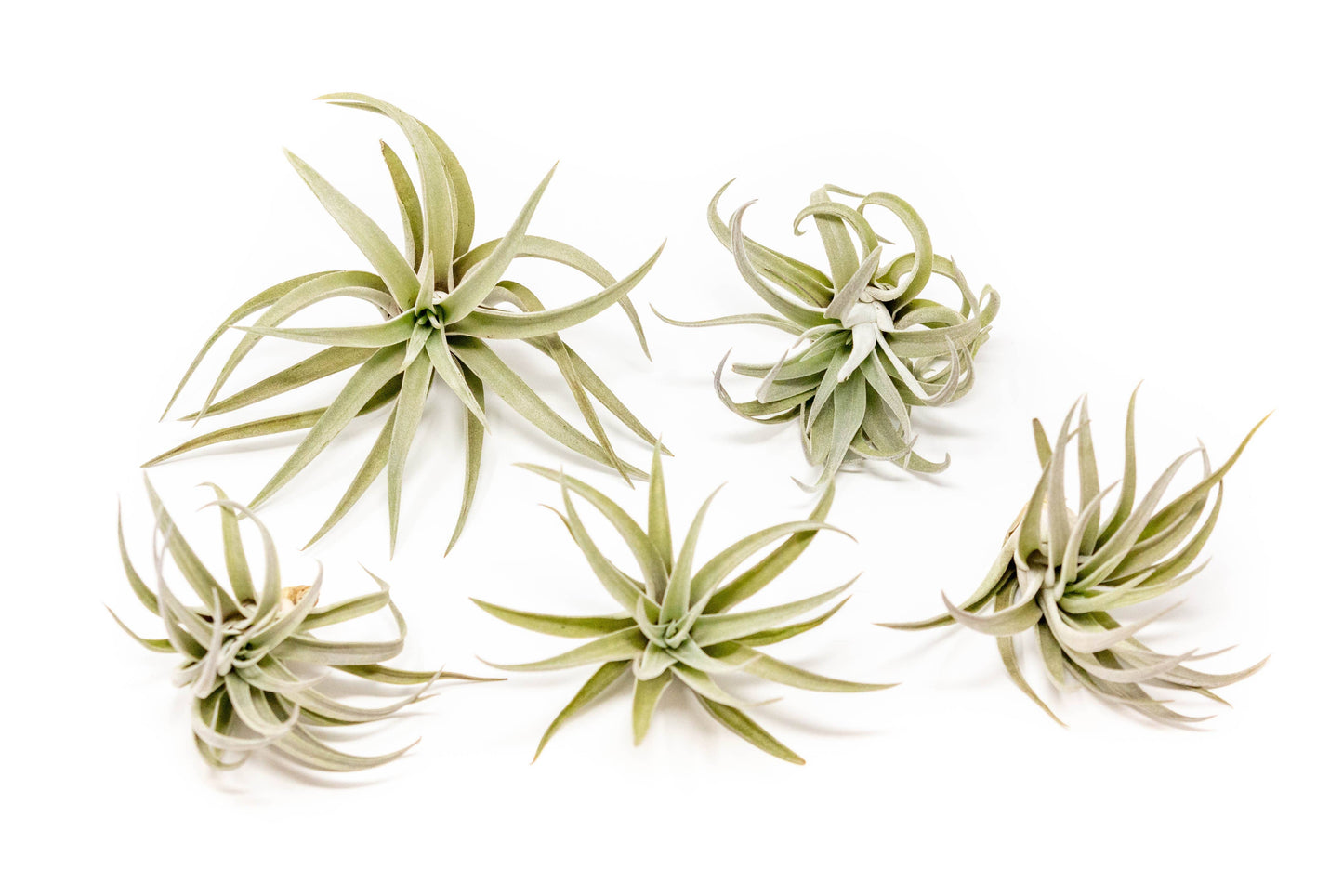 Extended Best Seller of 200+ Tillandsia Air Plant Bundle