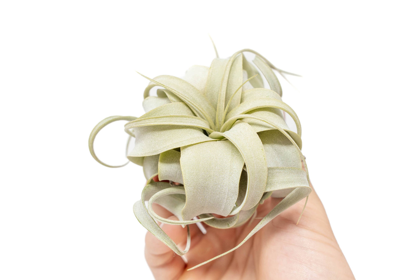 Extended Best Seller of 200+ Tillandsia Air Plant Bundle