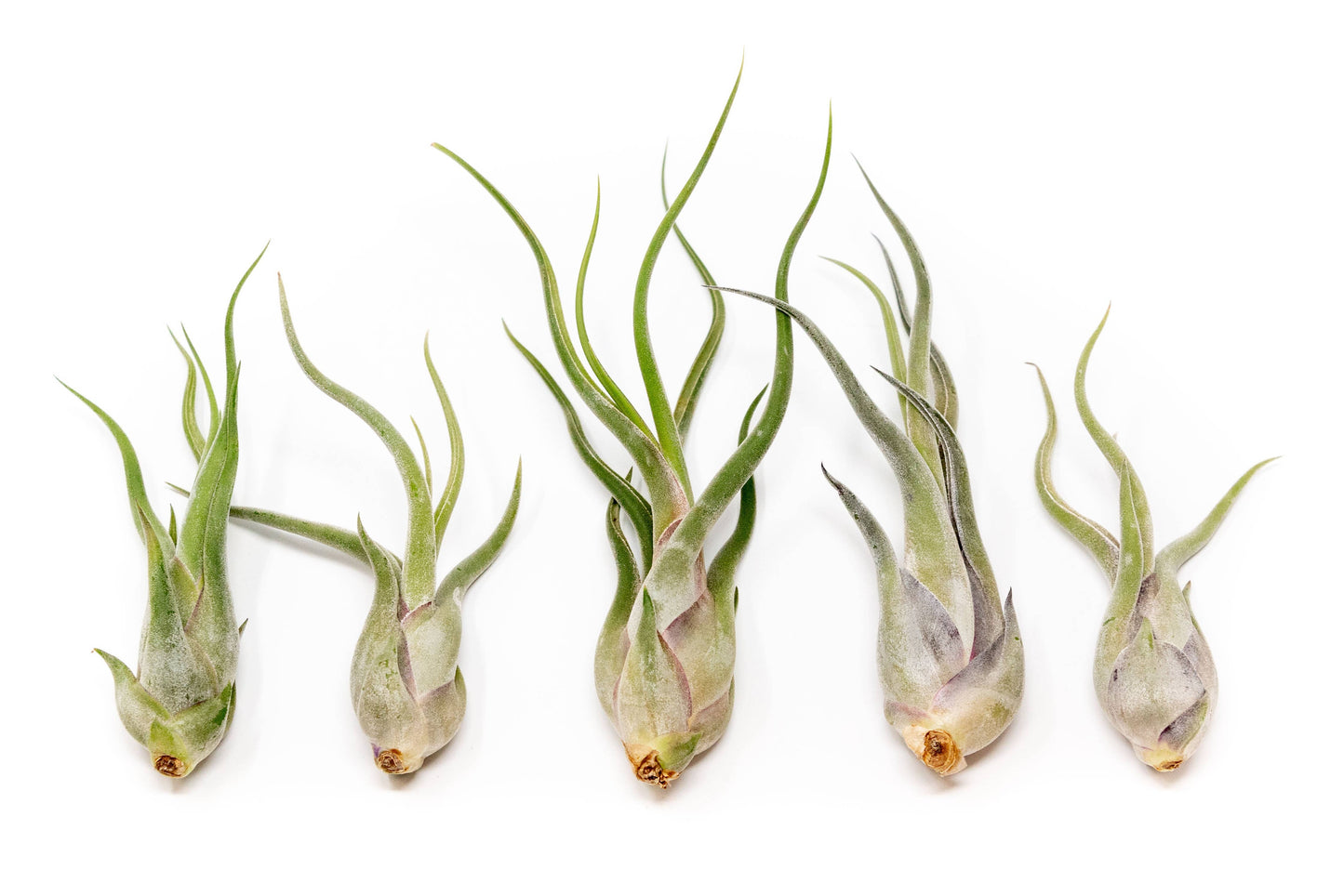 Extended Best Seller of 200+ Tillandsia Air Plant Bundle