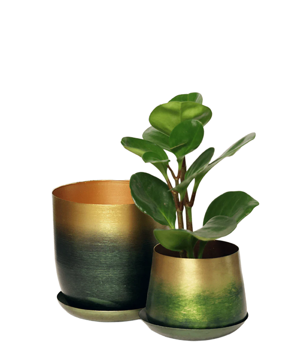 Joe Metal Pot
