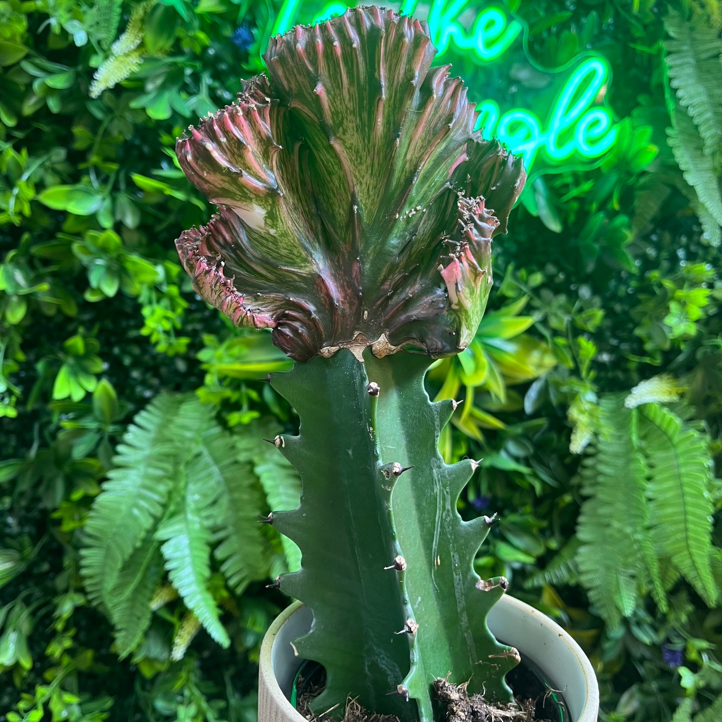 Cactus plant in a pot with a neon sign in the background